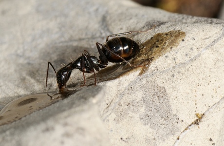 Mittelmeer-Rossameise (Camponotus aethiops) - © Volker Borovsky